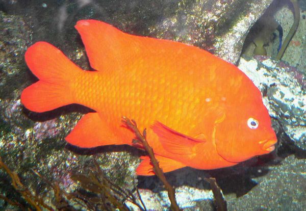 Garibaldi Damsel