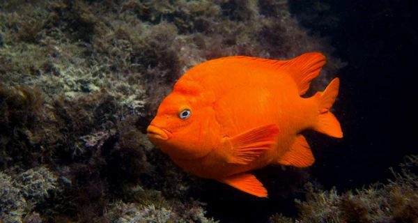 Garibaldi Damsel