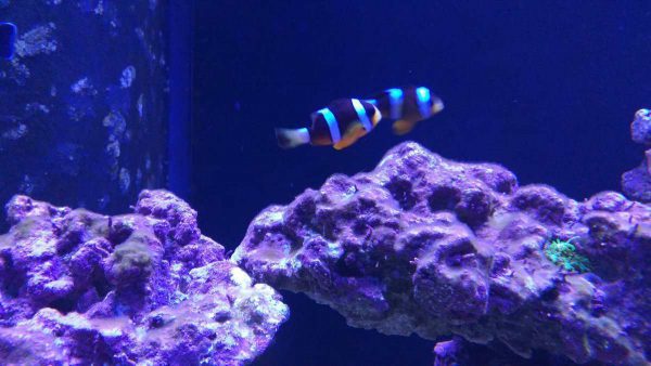 دلقک ماهی کلارکی