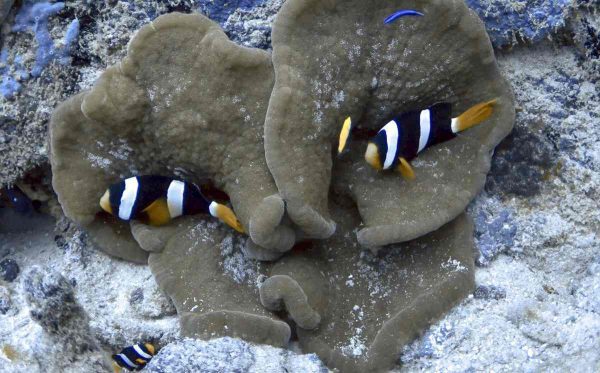 دلقک ماهی کلارکی