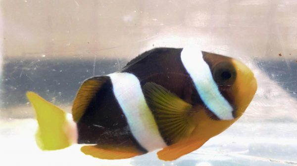 دلقک ماهی کلارکی