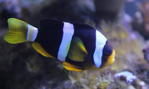 دلقک ماهی کلارکی