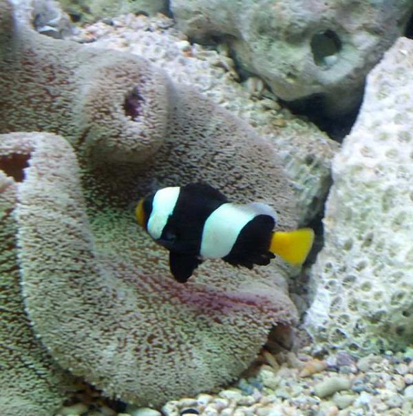 Clarkii Clownfish