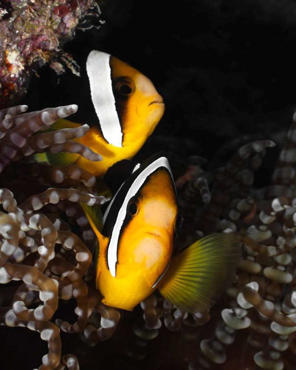 Clarkii Clownfish
