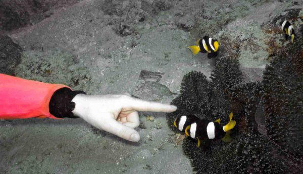 دلقک ماهی کلارکی