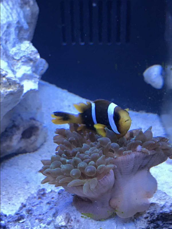 دلقک ماهی کلارکی