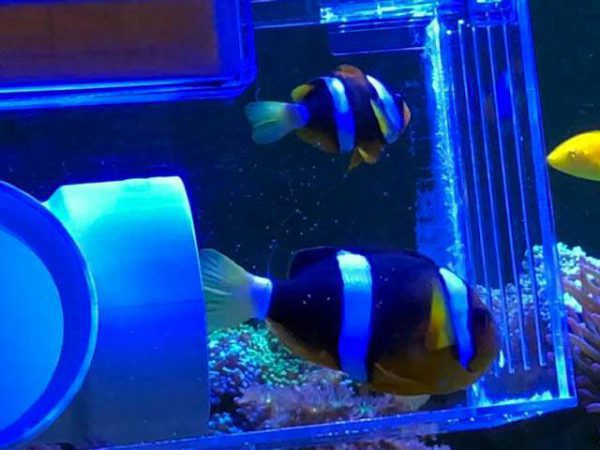 دلقک ماهی کلارکی