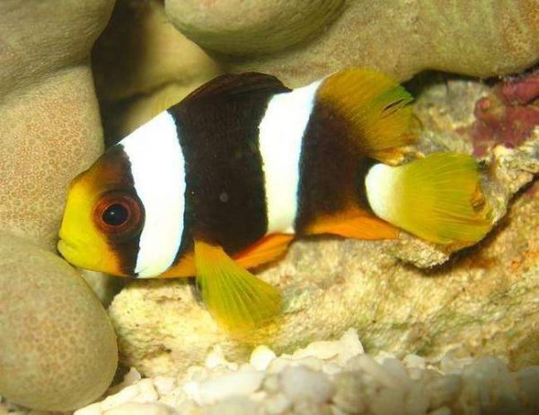 Clarkii Clownfish