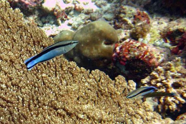 Bluestreak Cleaner Wrasse