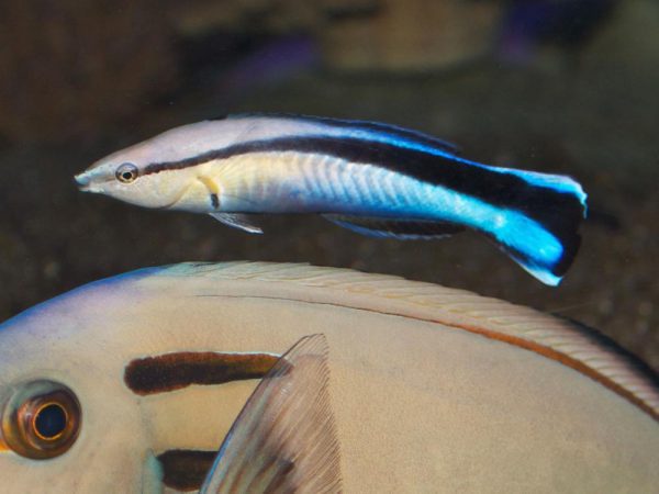 Bluestreak Cleaner Wrasse