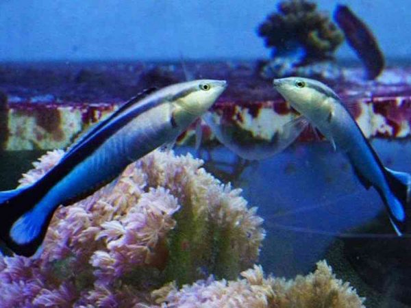 Bluestreak Cleaner Wrasse