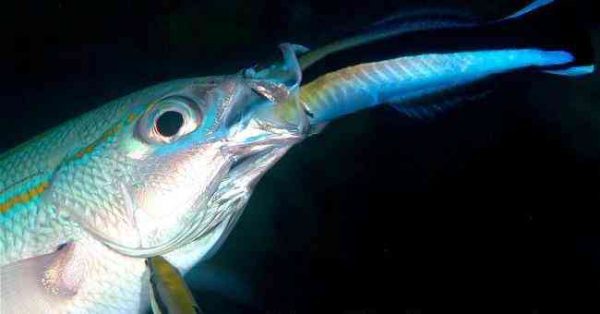 Bluestreak Cleaner Wrasse