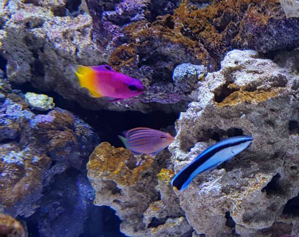 Bluestreak Cleaner Wrasse