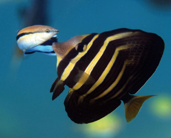 Bluestreak Cleaner Wrasse