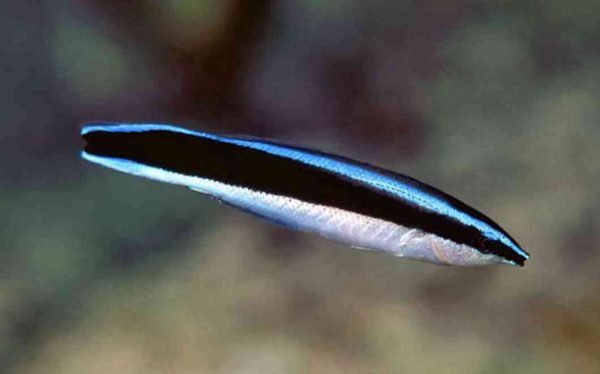 Bluestreak Cleaner Wrasse