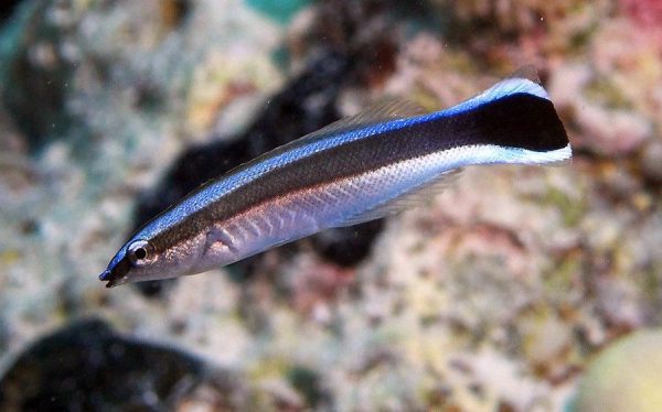 Bluestreak Cleaner Wrasse