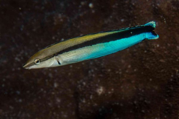 Bluestreak Cleaner Wrasse
