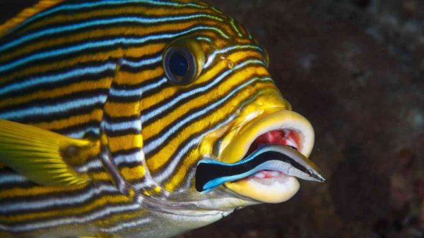 Bluestreak Cleaner Wrasse