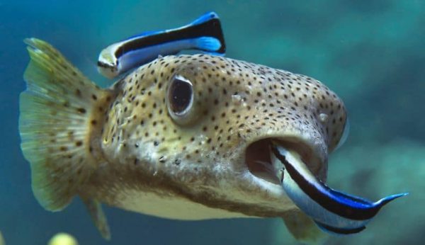 Bluestreak Cleaner Wrasse