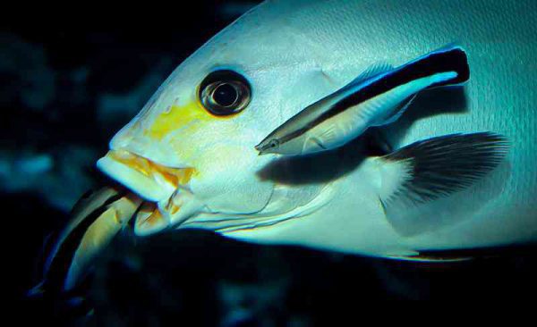 Bluestreak Cleaner Wrasse