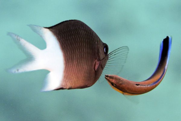 Bluestreak Cleaner Wrasse