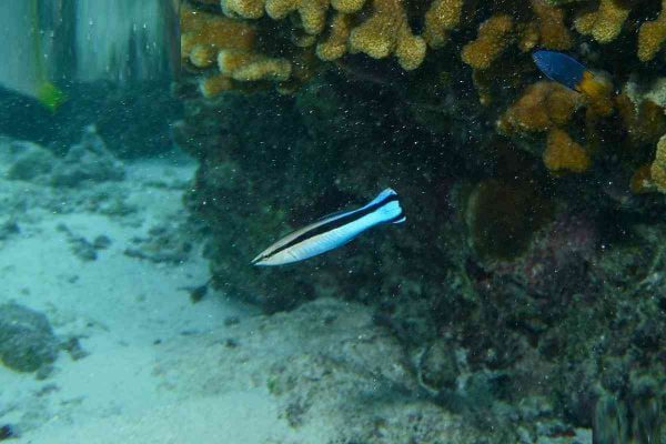 Bluestreak Cleaner Wrasse