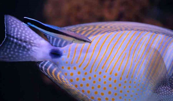 Bluestreak Cleaner Wrasse