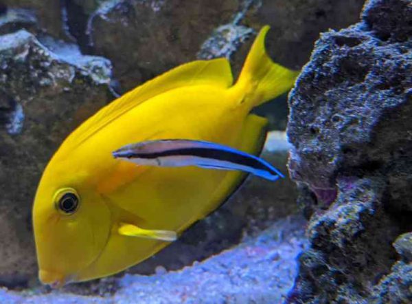 راس آرایشگر