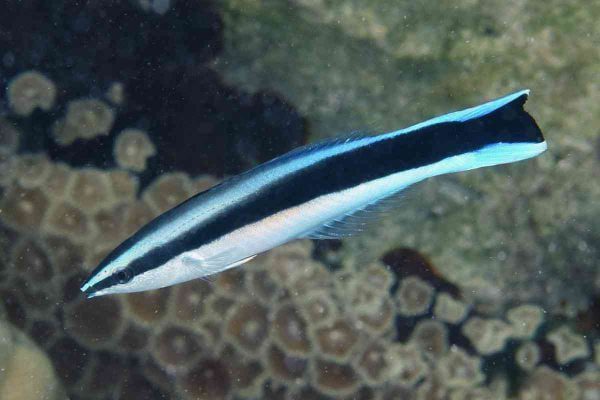 Bluestreak Cleaner Wrasse