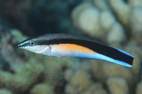 Bluestreak Cleaner Wrasse