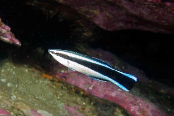Bluestreak Cleaner Wrasse
