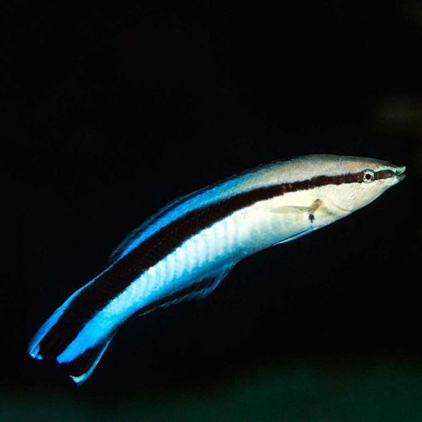 Bluestreak Cleaner Wrasse