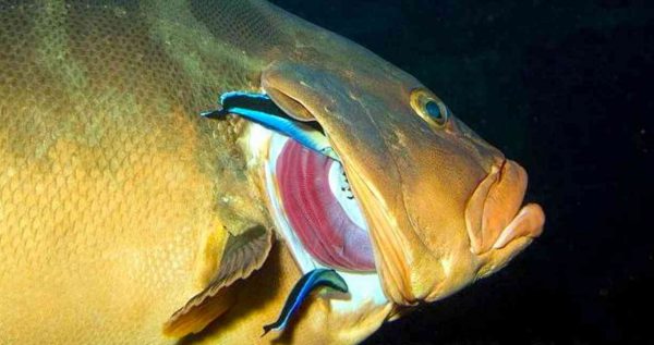 Bluestreak Cleaner Wrasse