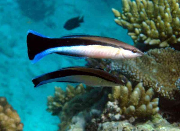 Bluestreak Cleaner Wrasse