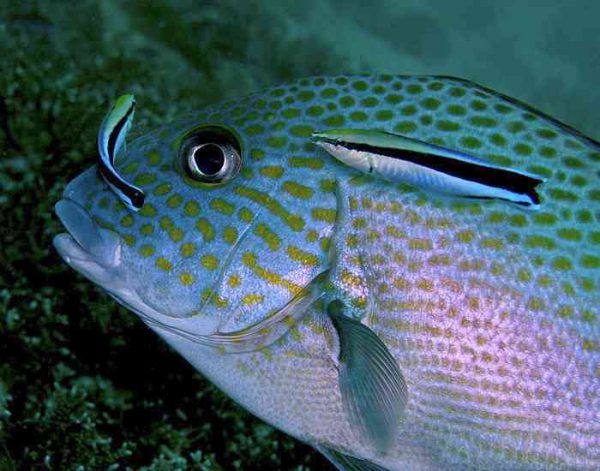 Bluestreak Cleaner Wrasse