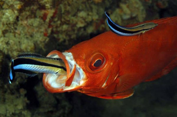 Bluestreak Cleaner Wrasse