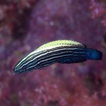 راس آرایشگر بلک لوب