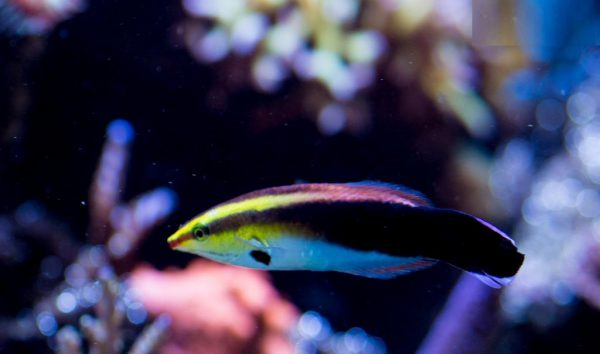 Black Spot Cleaner Wrass