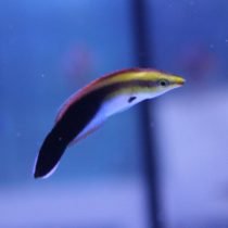 Black Spot Cleaner Wrass