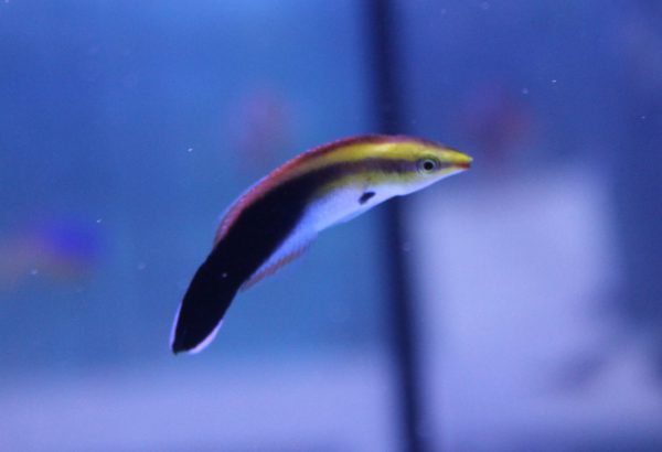 Black Spot Cleaner Wrass