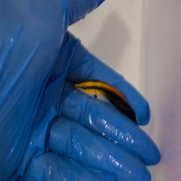 Black Spot Cleaner Wrass