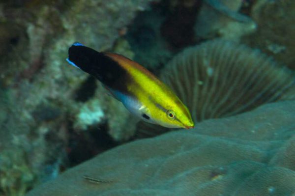 Black Spot Cleaner Wrass