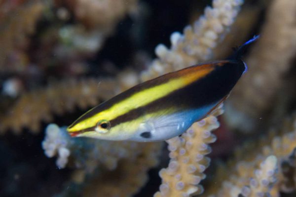 Black Spot Cleaner Wrass