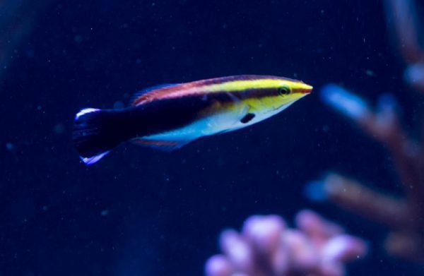 Black Spot Cleaner Wrass