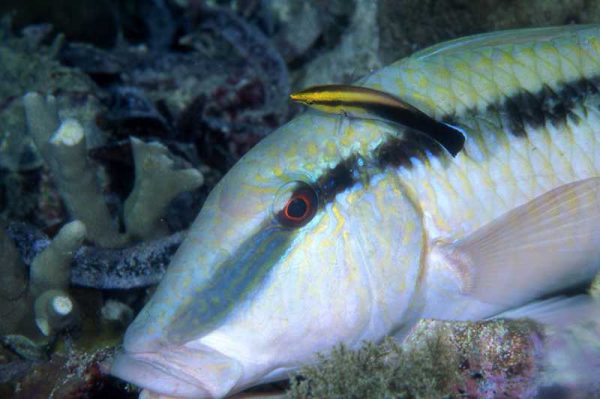 Black Spot Cleaner Wrass