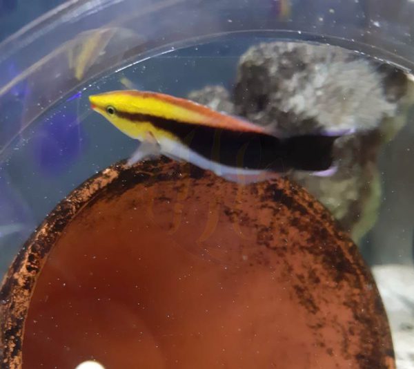 Black Spot Cleaner Wrass