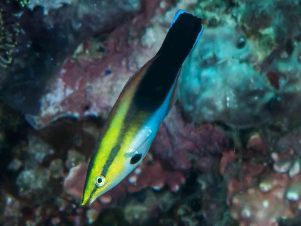 Black Spot Cleaner Wrass