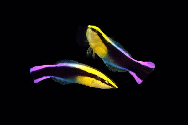 Black Spot Cleaner Wrass