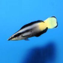 Bicolored Cleaner Wrasse