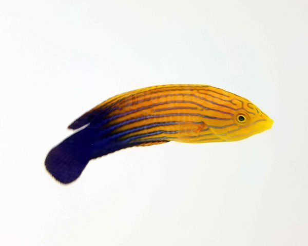 Blue Striped Tamarin Wrasse